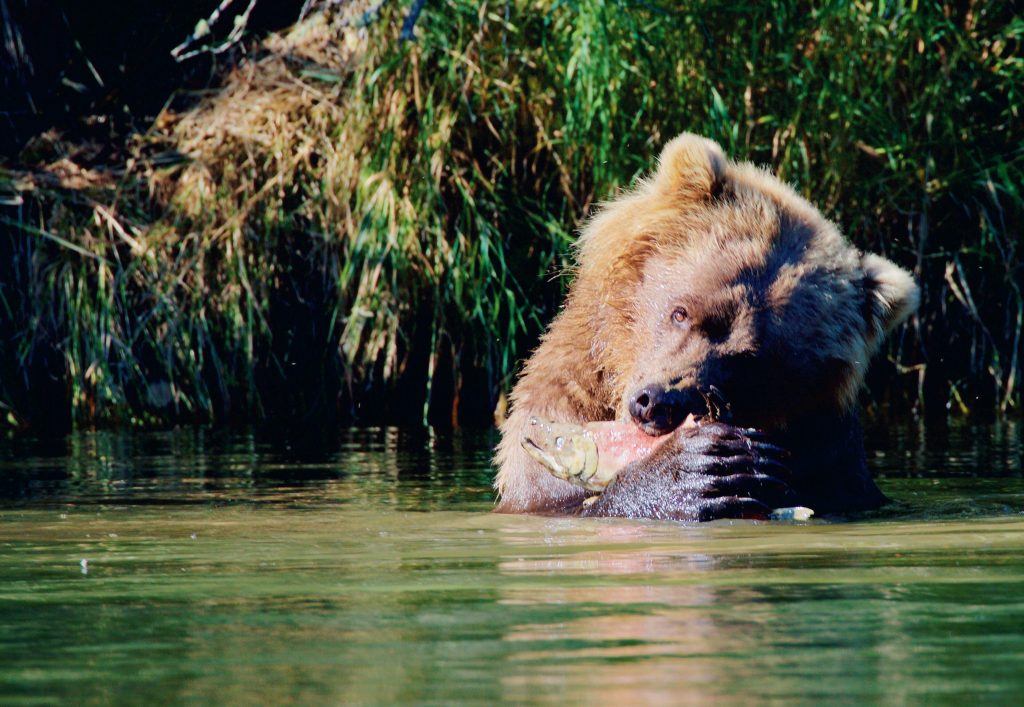 Alaskan bear
